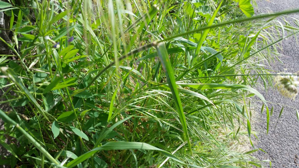 Dactylis glomerata (Poaceae)